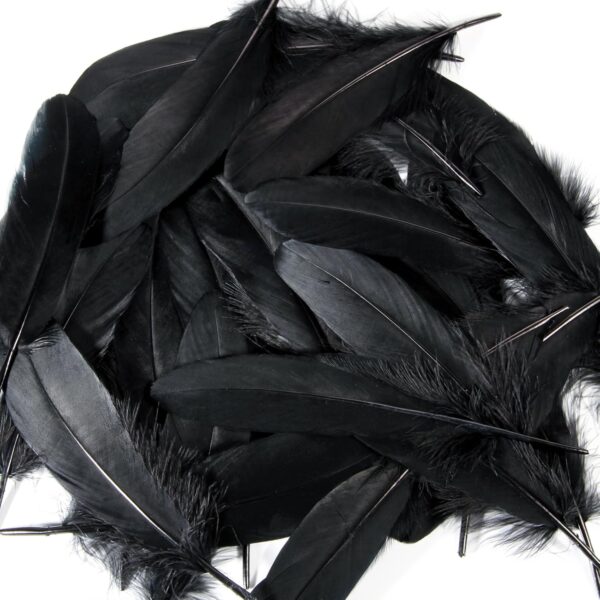 Feathers: Meaning and Cultural Use - Image 37