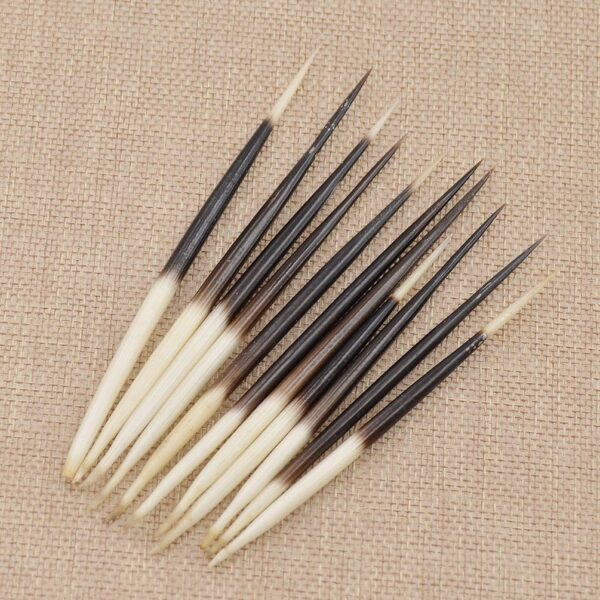Porcupine Quills: Meaning & Uses - Image 4